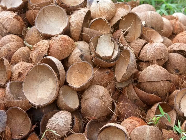 coquilles de noix de coco