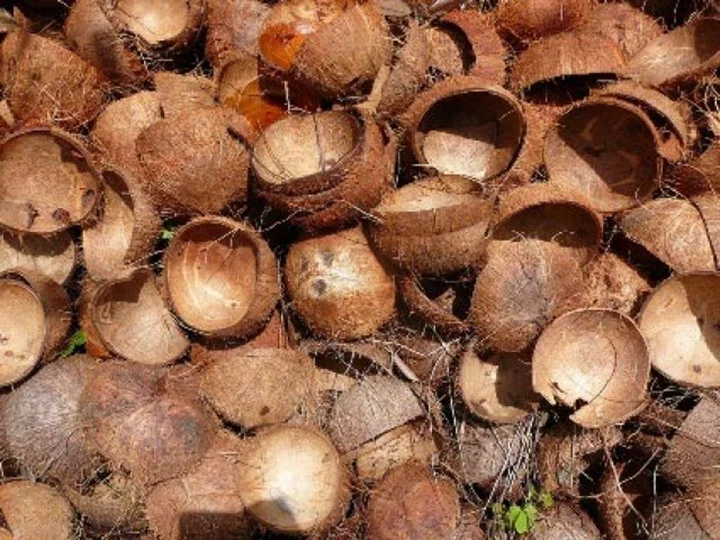 coquille de noix de coco